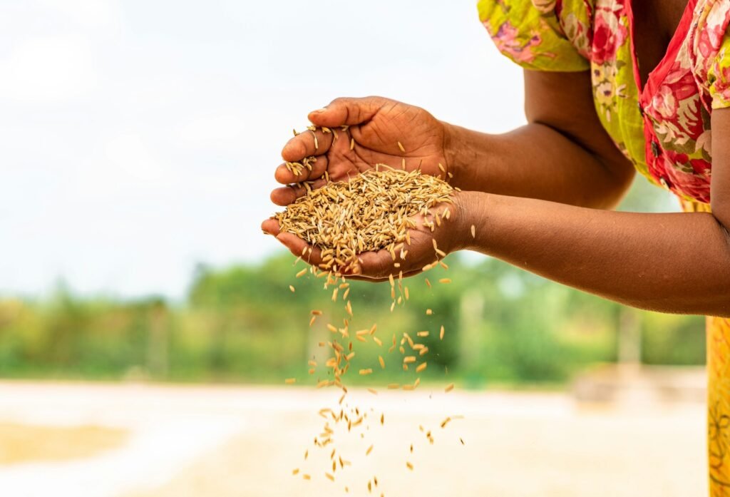 Mains tenant du grain