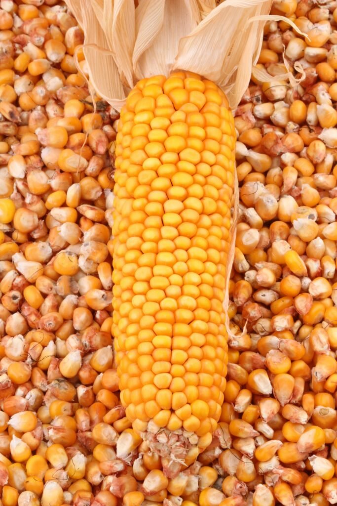Grains de maïs