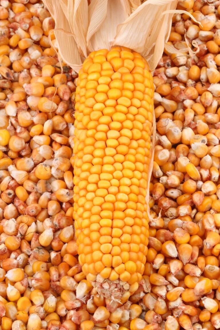Grains de maïs