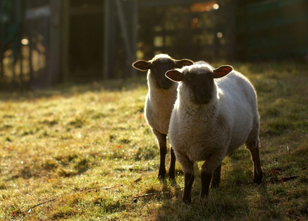 Moutons au pré