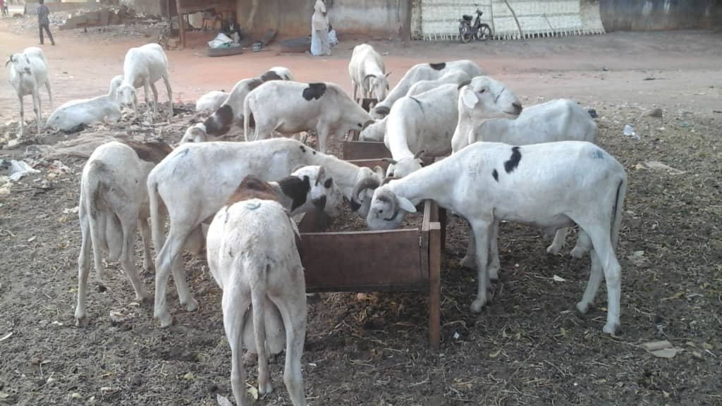 Moutons à la mangeoire
