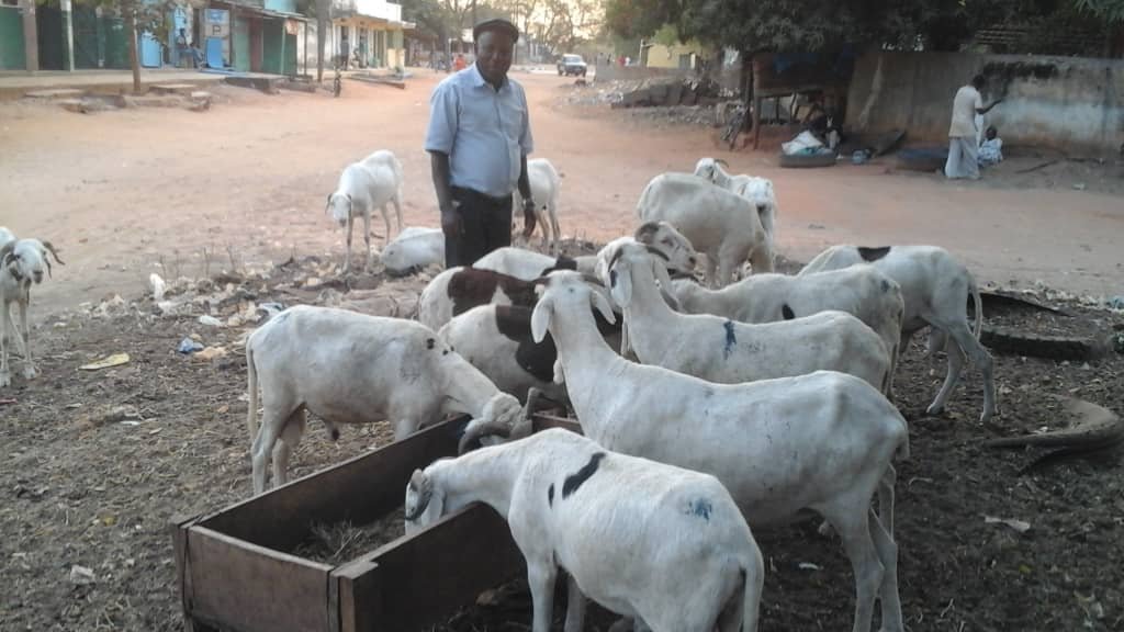 Encadrement d’un éleveur au nourrissage de ses moutons