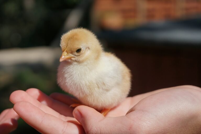Poussin tenu dans une main