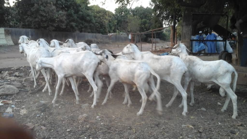 Troupeau de moutons